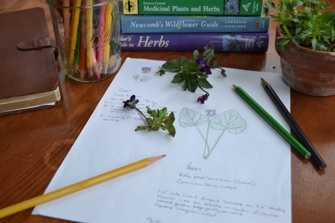 Creating a Local Materia Medica with Violet | Herbal Academy | Learn to study the valuable plants in your own backyard! Start by creating a local materia medica with violet. 