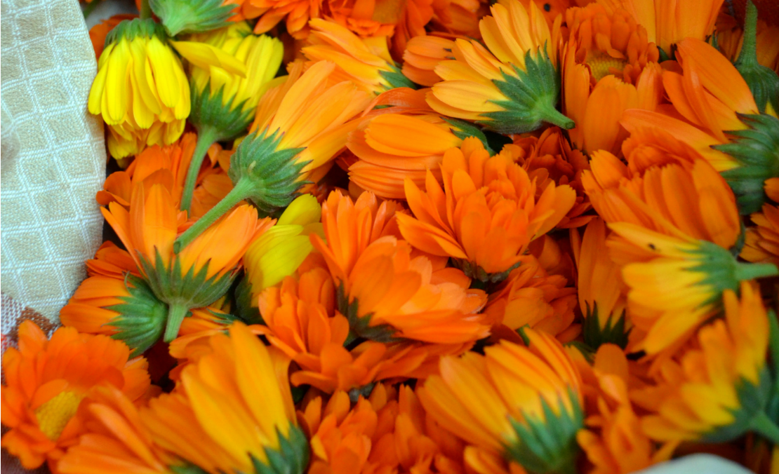 A Family Herb: Helpful Calendula Blossoms | Herbal Academy | Come learn all about calendula blossoms and how to use them in your family!