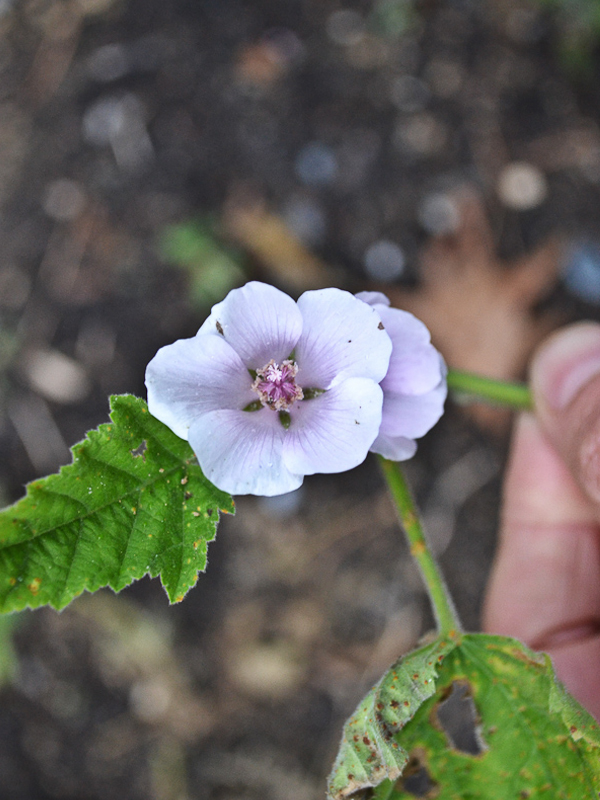 Learning herbalism in the Intermediate Herbal Course