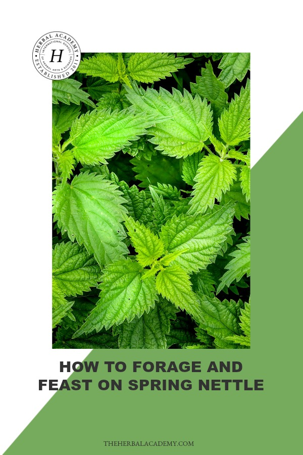 How To Forage and Feast On Spring Nettle | Herbal Academy | Nettle is a popular spring green with a rich vitamin and mineral content. Learn how to forage and feast on spring nettle this year!