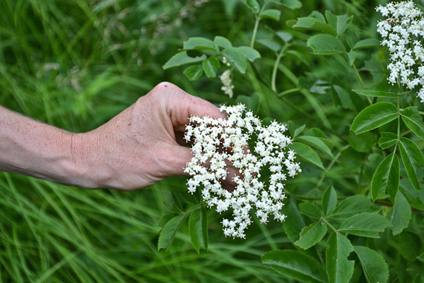 Online Introductory Herbal Course - Foraging and Materia Medica