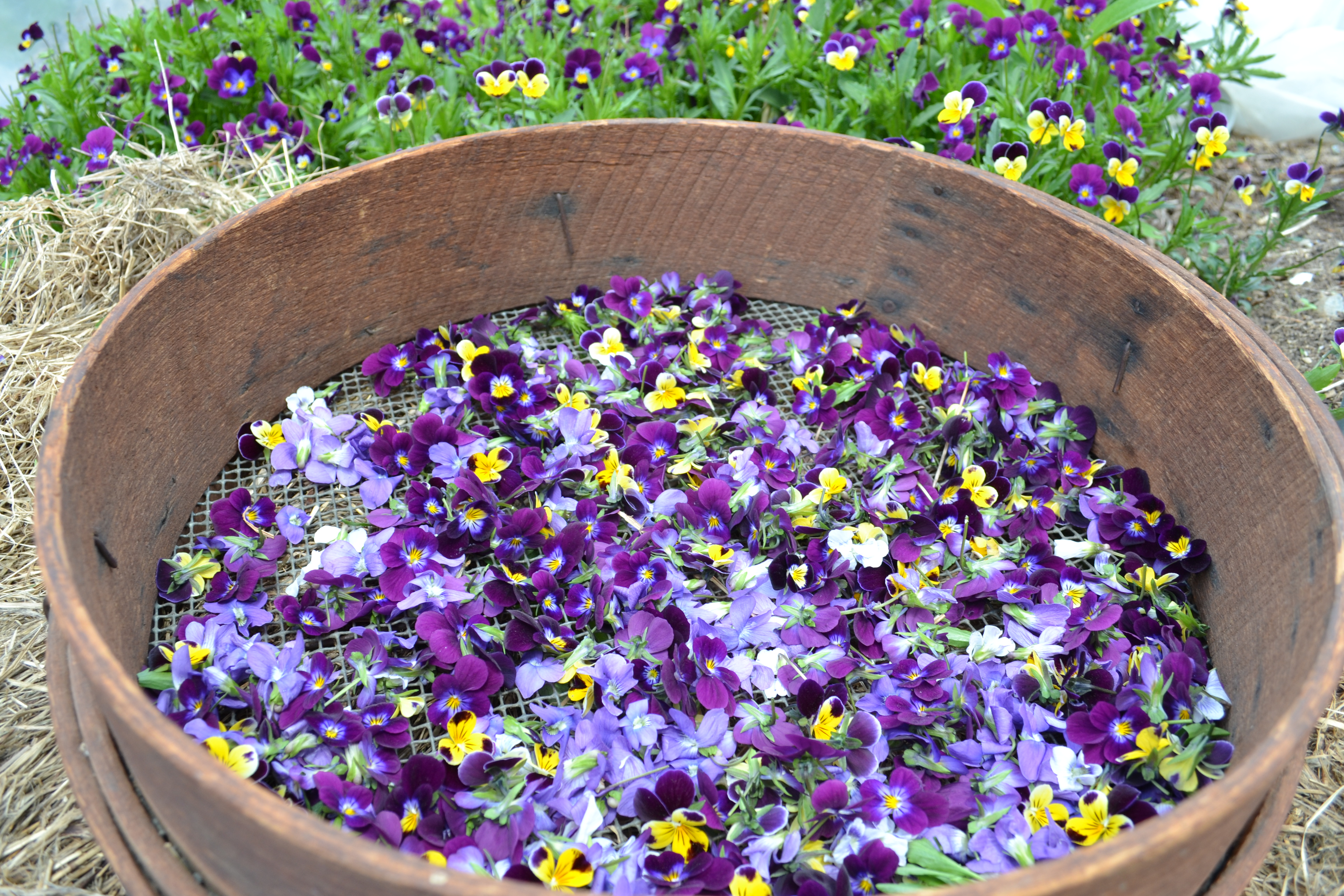 Creating a Local Materia Medica with Violet | Herbal Academy | Learn to study the valuable plants in your own backyard! Start by creating a local materia medica with violet. 