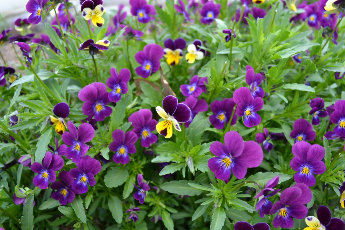 Sweet Violets of Spring | Herbal Academy | These flowers are the perfect pick for spring gatherers. From using them in food to pressing them for note cards, we have some inspirational ideas for using and enjoying the violets of spring!