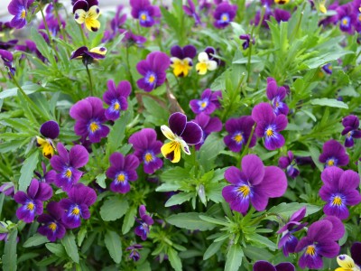 Sweet Violets of Spring | Herbal Academy | These flowers are the perfect pick for spring gatherers. From using them in food to pressing them for note cards, we have some inspirational ideas for using and enjoying the violets of spring!