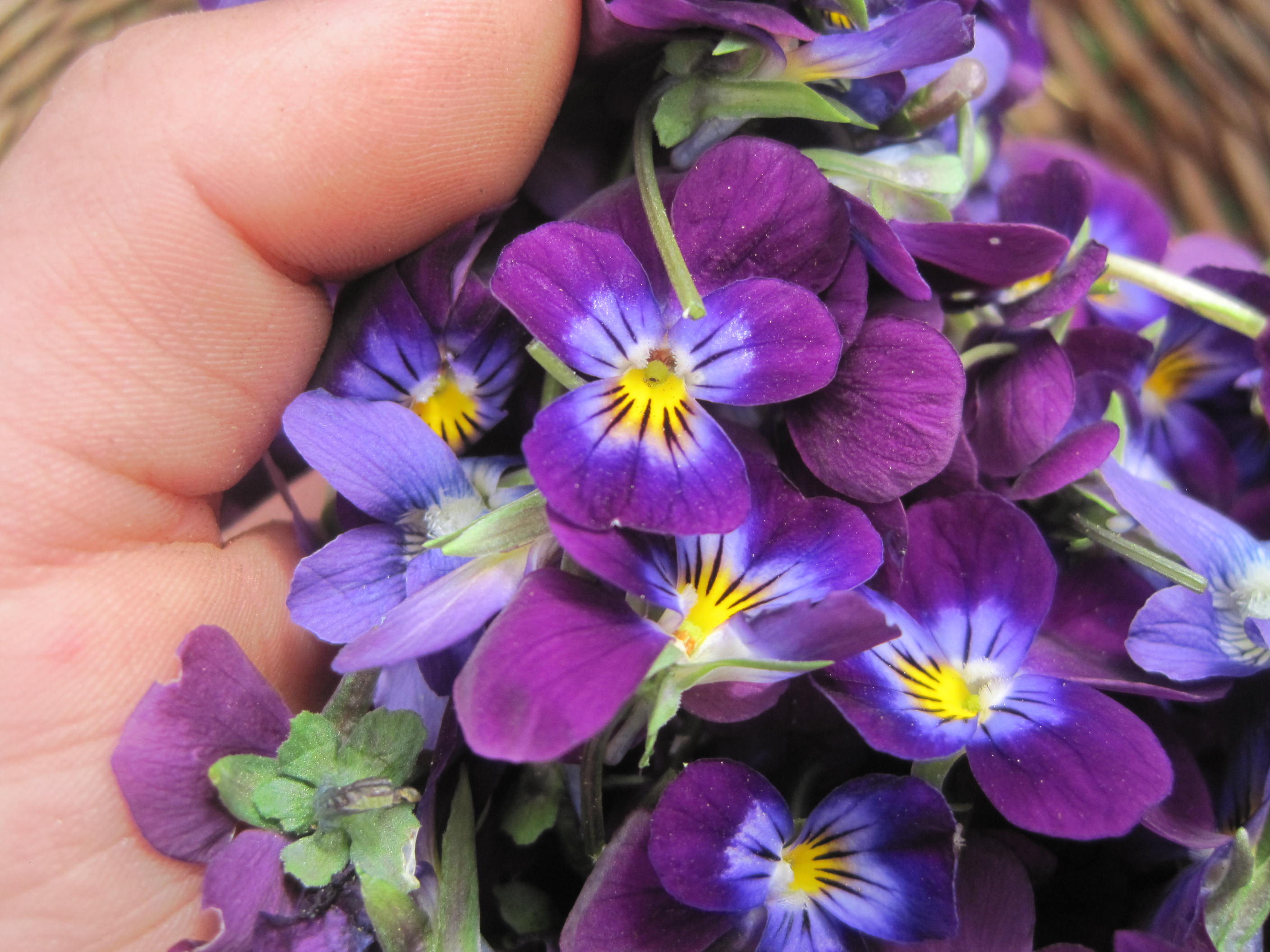 Creating a Local Materia Medica with Violet | Herbal Academy | Learn to study the valuable plants in your own backyard! Start by creating a local materia medica with violet. 