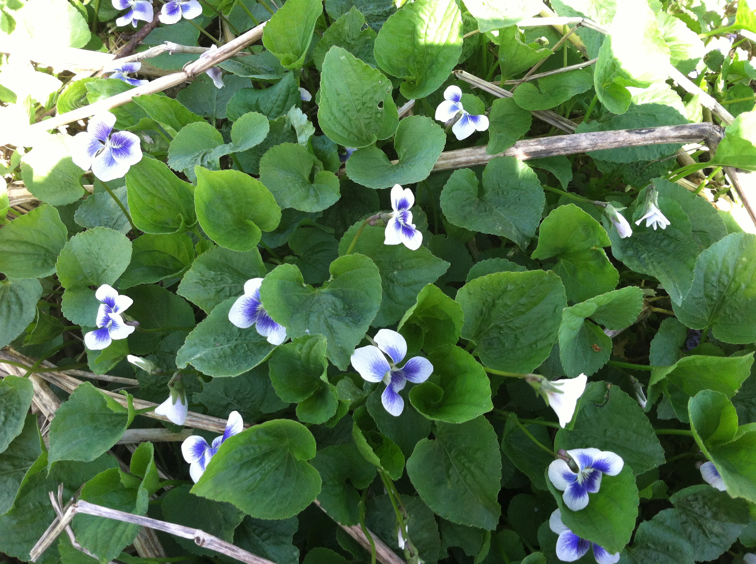 Creating a Local Materia Medica with Violet | Herbal Academy | Learn to study the valuable plants in your own backyard! Start by creating a local materia medica with violet. 