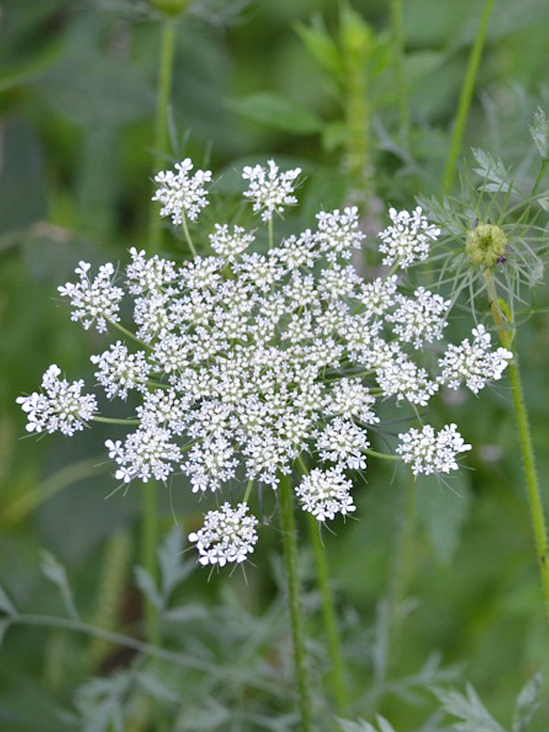 Wildcrafting lessons in the Entrepreneur Herbal Course by Herbal Academy