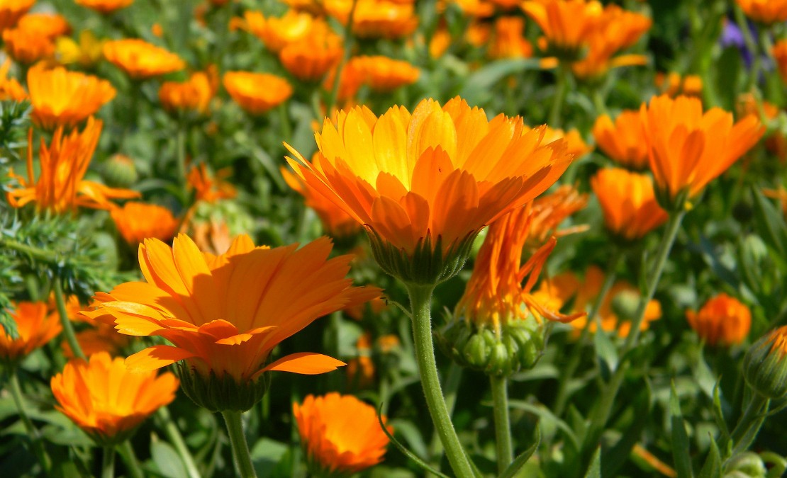 Dried Calendula Flower Blossoms – Red Moon Herbs