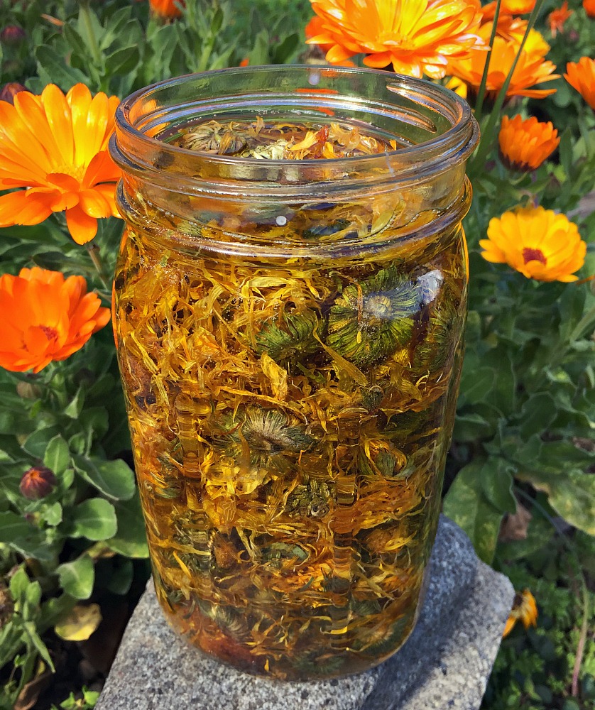 infusing calendula oil in a jar