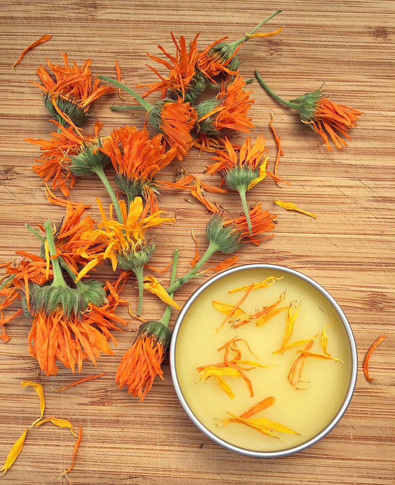 calendula salve with dried calendula flowers beside it