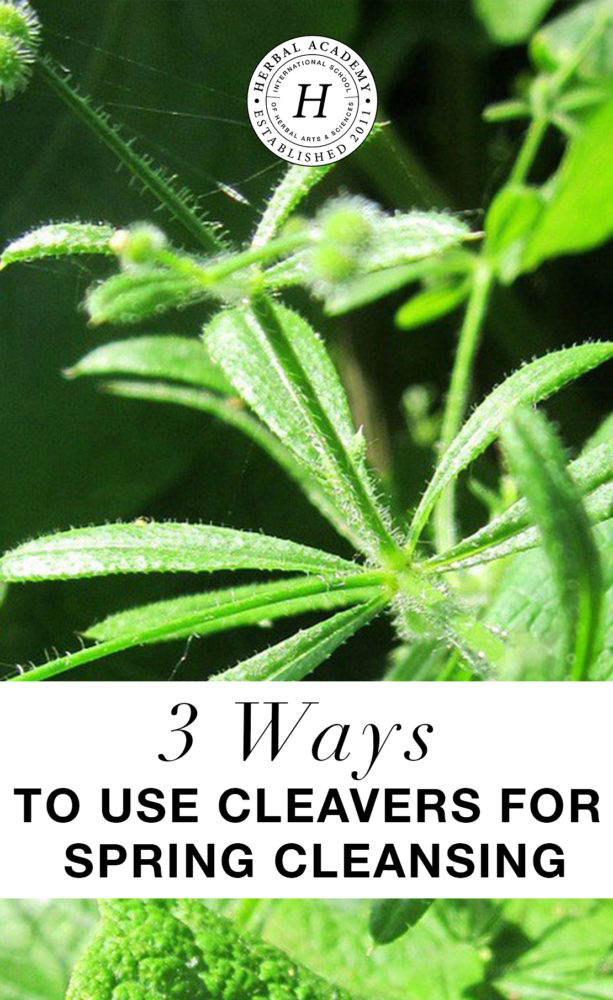 3 Ways to Use Cleavers for Spring Cleansing | Herbal Academy | Cleavers improves body function and overall health, making it the perfect spring tonic! Learn 3 ways to use cleavers for spring cleansing!