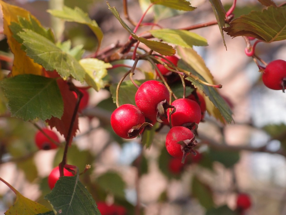 Sour Flavors: How Taste Can Rinse Out Winter | Learn how to use sour flavors of spring for liver and digestive health.