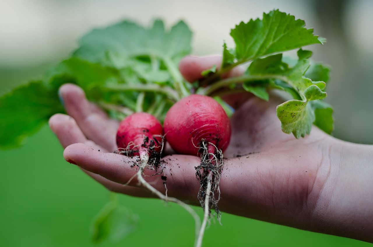 Tips on Balancing the Root Chakra | Herbal Academy | Learn what the root chakra is, and how to keep it balanced using herbs, foods, and essential oils.