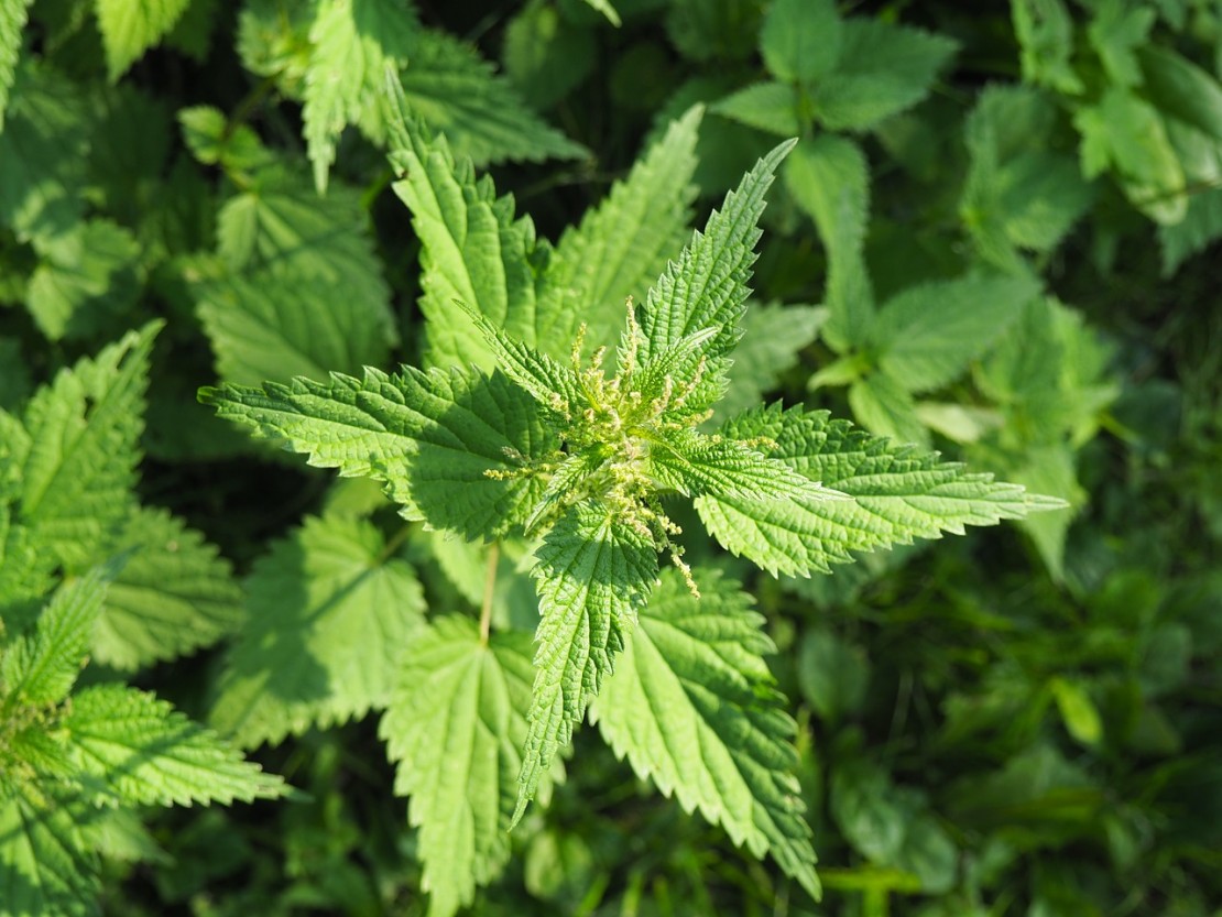 How To Forage and Feast On Spring Nettle | Herbal Academy | Nettle is one popular spring green that can be foraged and enjoyed as a nutrient rich food.