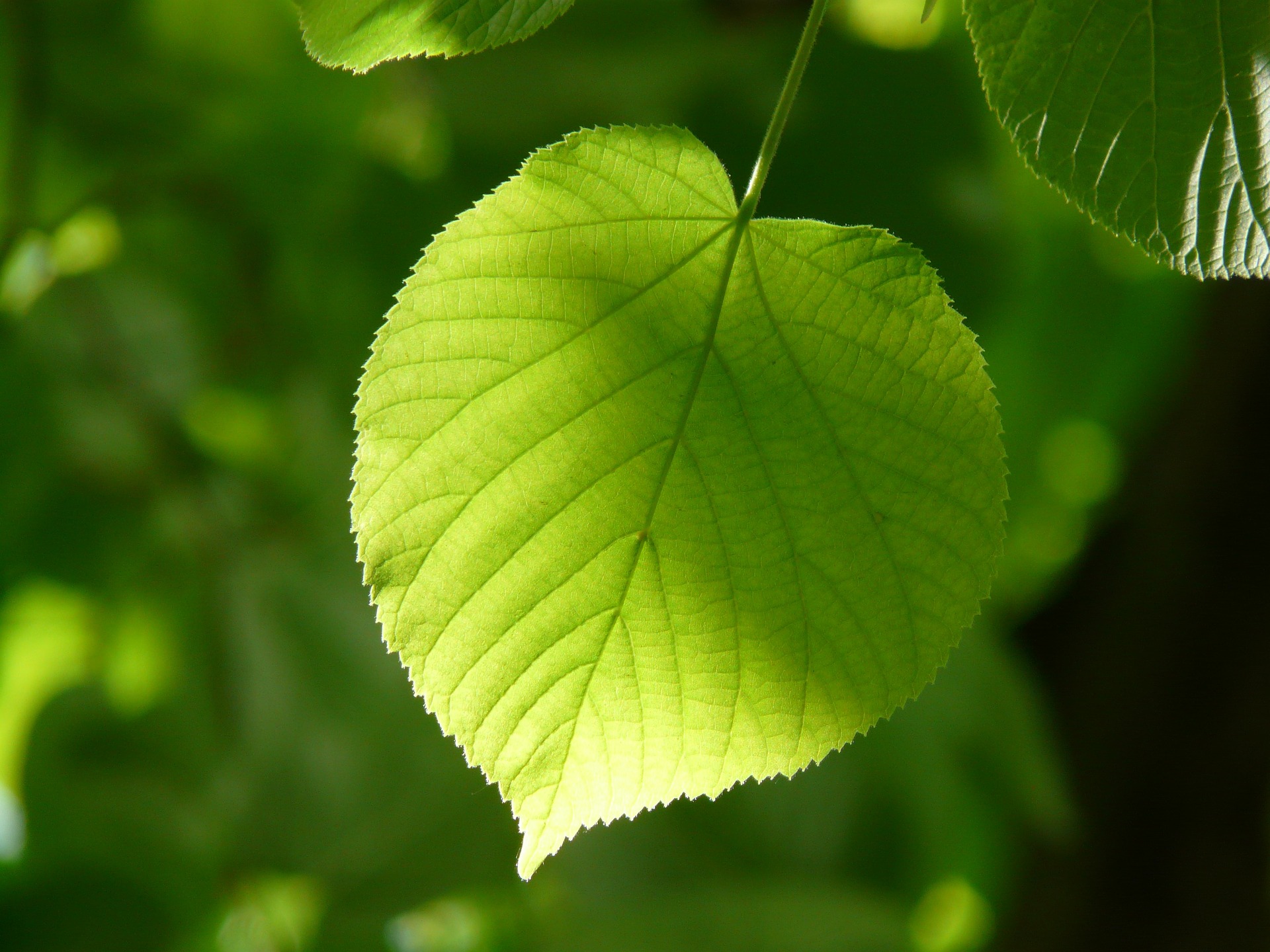 A Family Herb: Gentle Linden Flower and Leaf | Herbal Academy | Gentle linden flower and leaf provides a cooling calm for every member of the family. Learn about the many benefits of this is beloved herb!