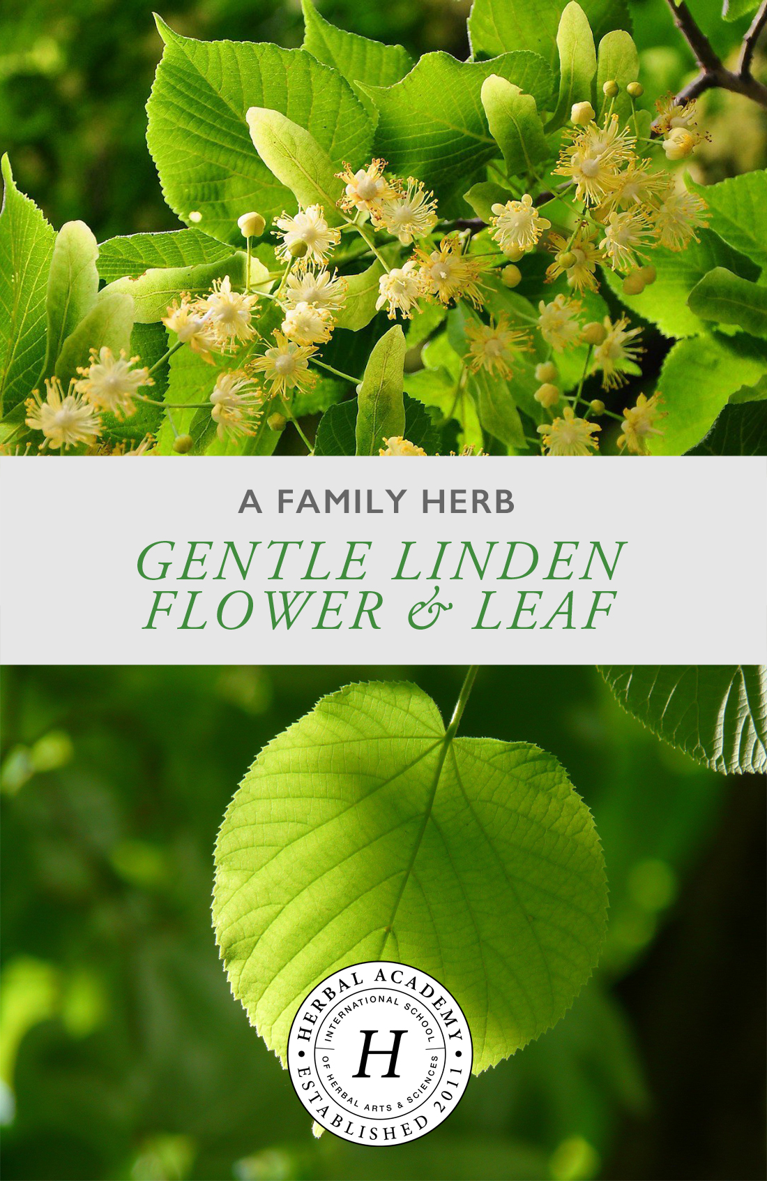 A Family Herb: Gentle Linden Flower and Leaf | Herbal Academy | Gentle linden flower and leaf provides a cooling calm for every member of the family. Learn about the many benefits of this is beloved herb!