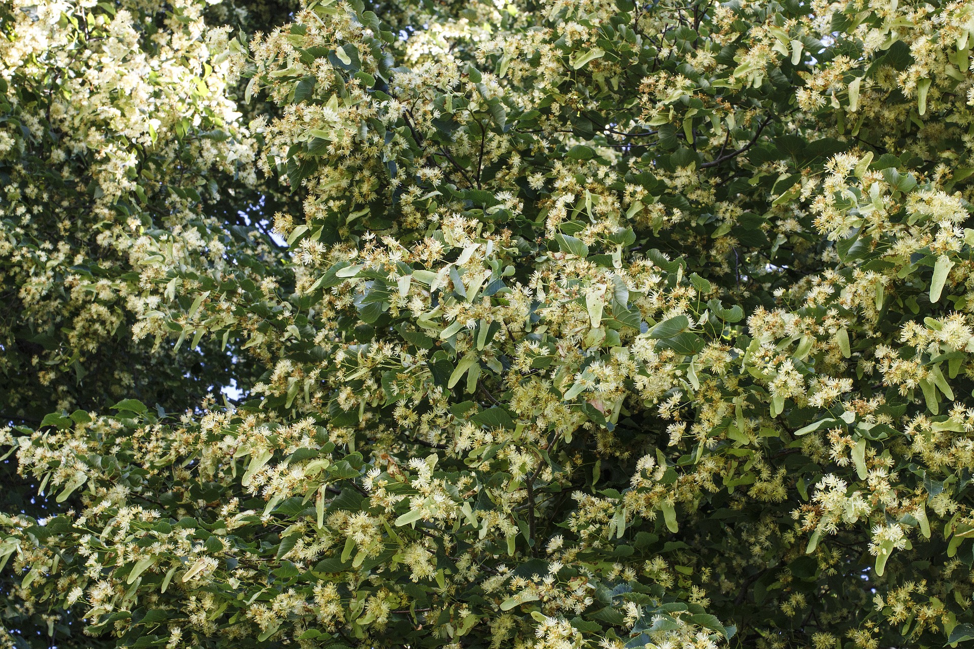 A Family Herb: Gentle Linden Flower and Leaf | Herbal Academy | Gentle linden flower and leaf provides a cooling calm for every member of the family. Learn about the many benefits of this is beloved herb!