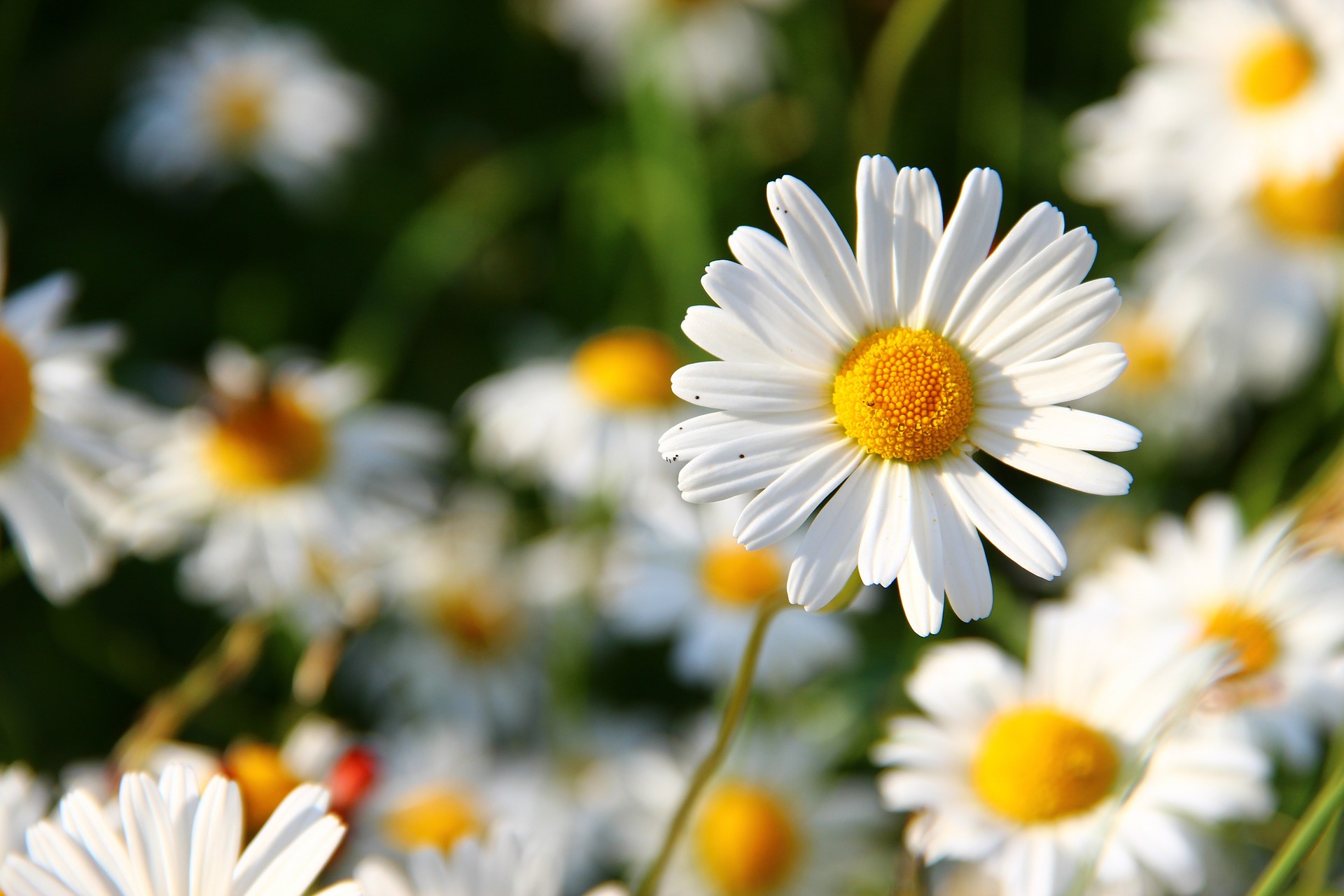 Botany for Herbalists (Family Herbal Summer Series: Part 1) | Herbal Academy | Welcome to our family herbal summer series for kids and parents! Let's explore herbs in an engaging way that will help families learn about herbs together!