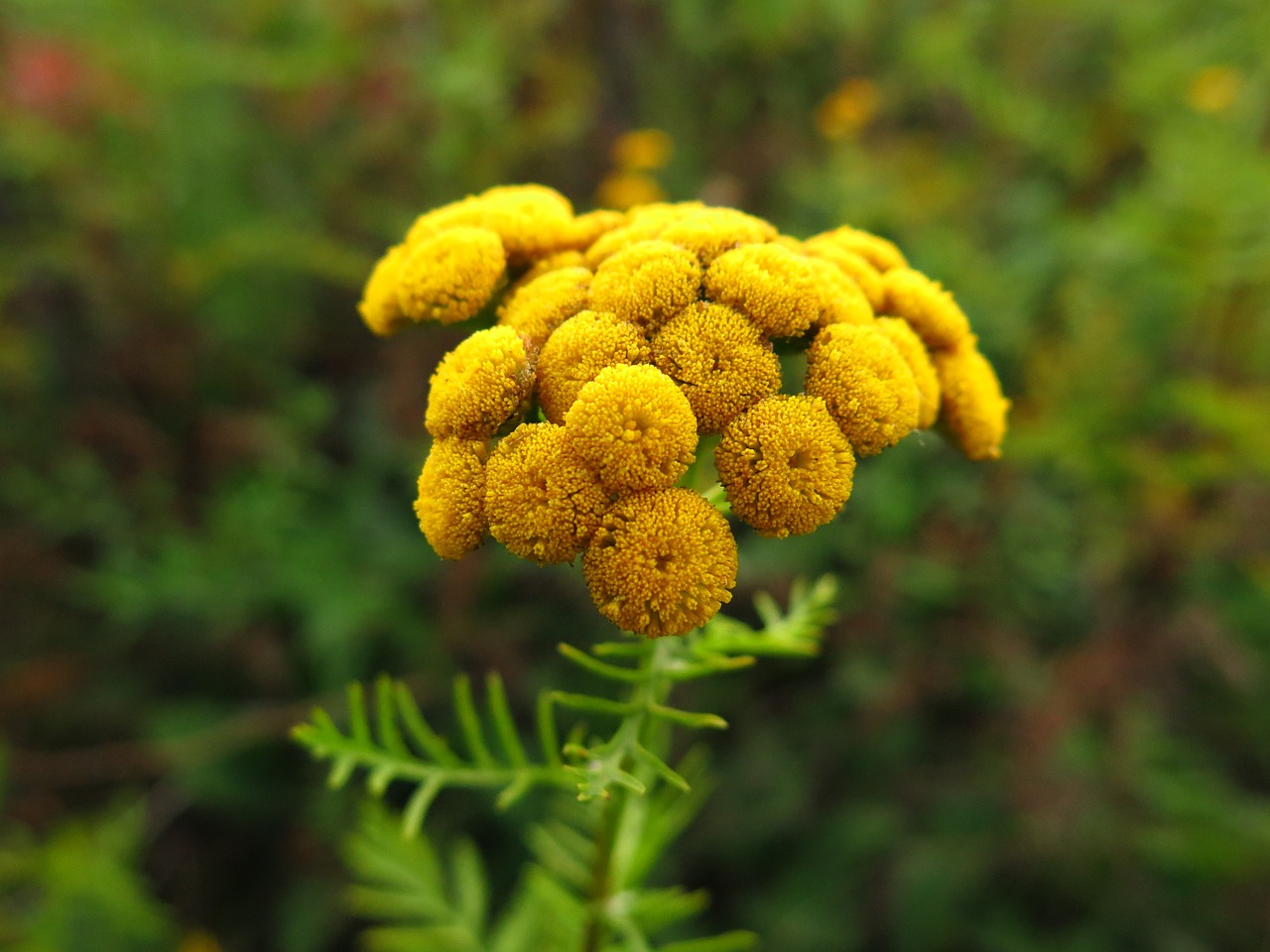 Reflections of an Herb Gardener | Herbal Academy | Here are a few witty herb garden reflections for fellow herb gardeners, and those thinking of starting one! Be sure that you'll gain wisdom, and a few good laughs too!