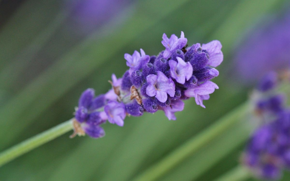 9 Edible Flowers and How To Use Them | Herbal Academy | Discover how to use edible flowers and take a closer look at nine of our favorites!