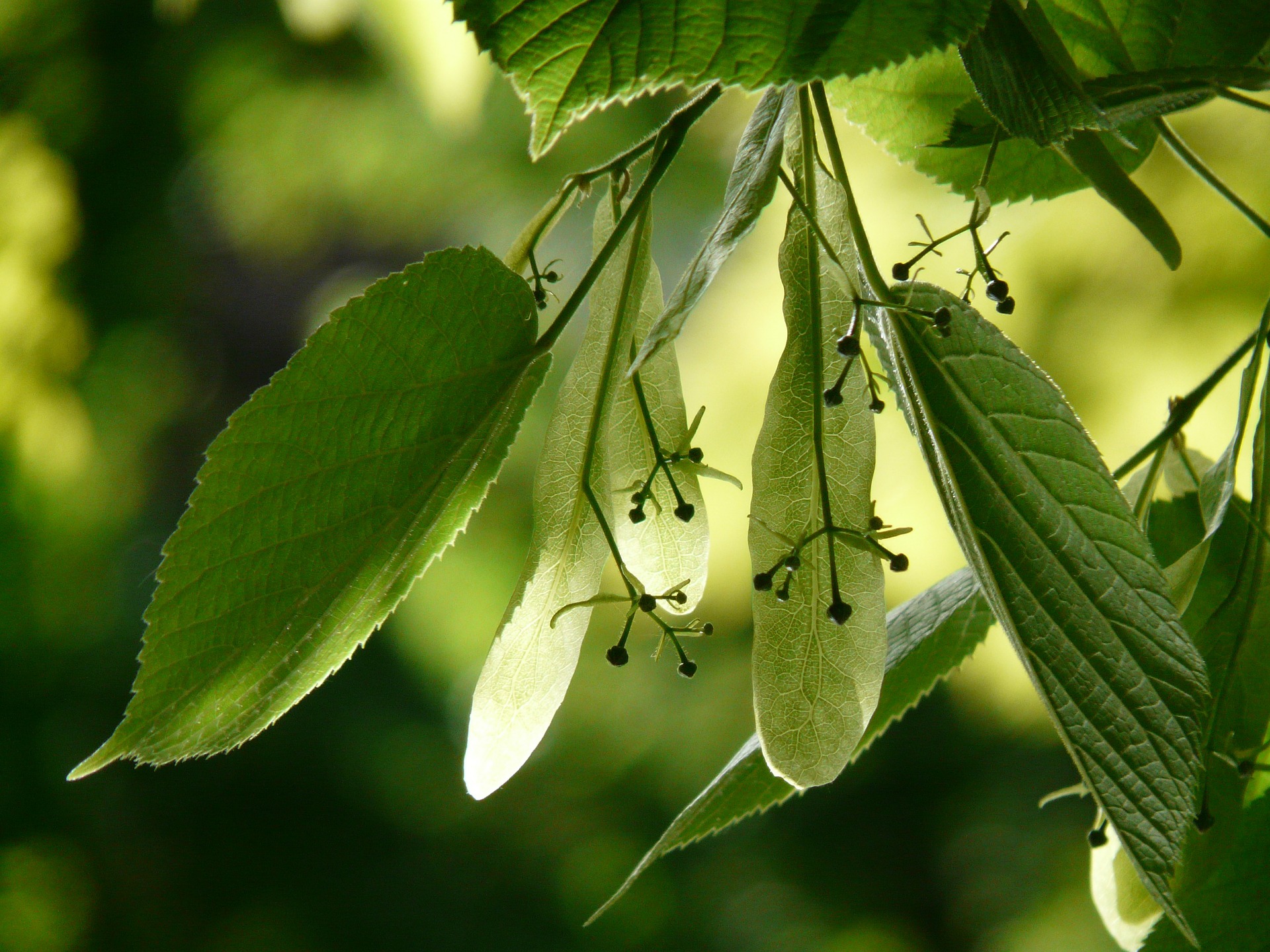 A Family Herb: Gentle Linden Flower and Leaf | Herbal Academy | Gentle linden flower and leaf provides a cooling calm for every member of the family. Learn about the many benefits of this is beloved herb!