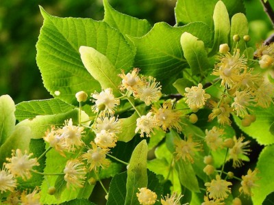 A Family Herb: Gentle Linden Flower and Leaf | Herbal Academy | Gentle linden flower and leaf provides a cooling calm for every member of the family. Learn about the many benefits of this is beloved herb!