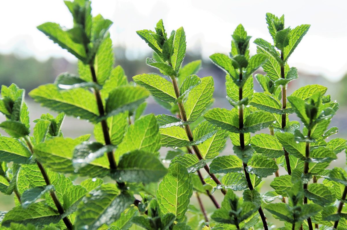 Herbal Myths, Lore, and Legends | Herbal Academy | Here's an introduction to some of our favorite herbal myths, lore, and legends. Learn the legends of 7 herbs from cultures around the world!