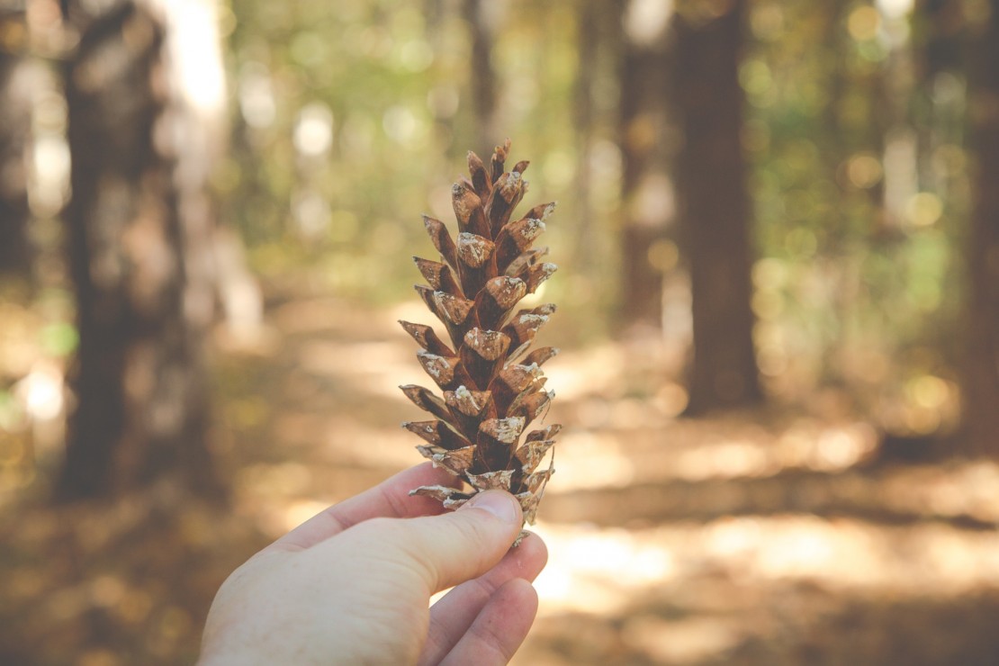 pinecone-hand-offering