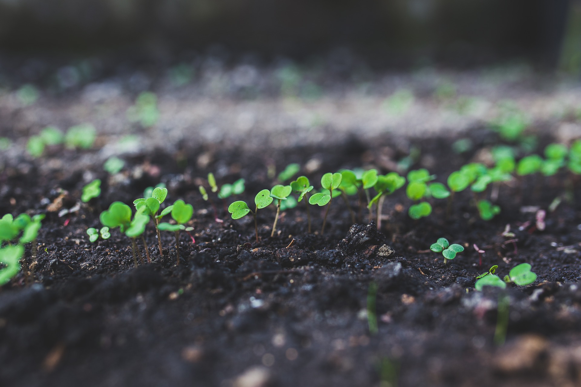 Herb Gardening With Children (Family Herbal Summer Series: Part 2) | Herbal Academy | Welcome back to our family herbal summer series for kids and parents! This second week is all about getting outside into the garden!