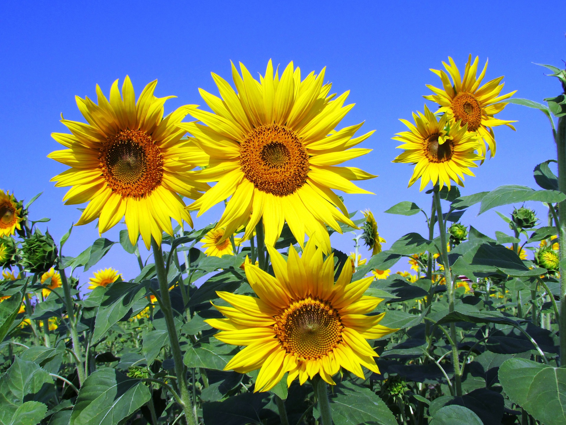 sunflowers in a field