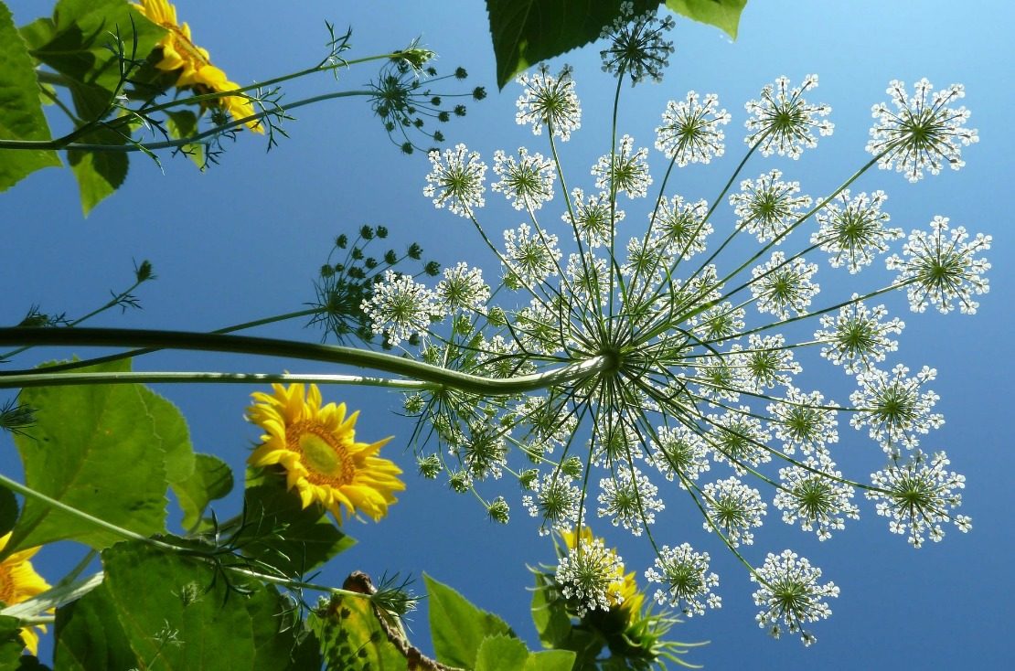 Herb Gardening With Children (Family Herbal Summer Series: Part 2) | Herbal Academy | Welcome back to our family herbal summer series for kids and parents! This second week is all about getting outside into the garden!