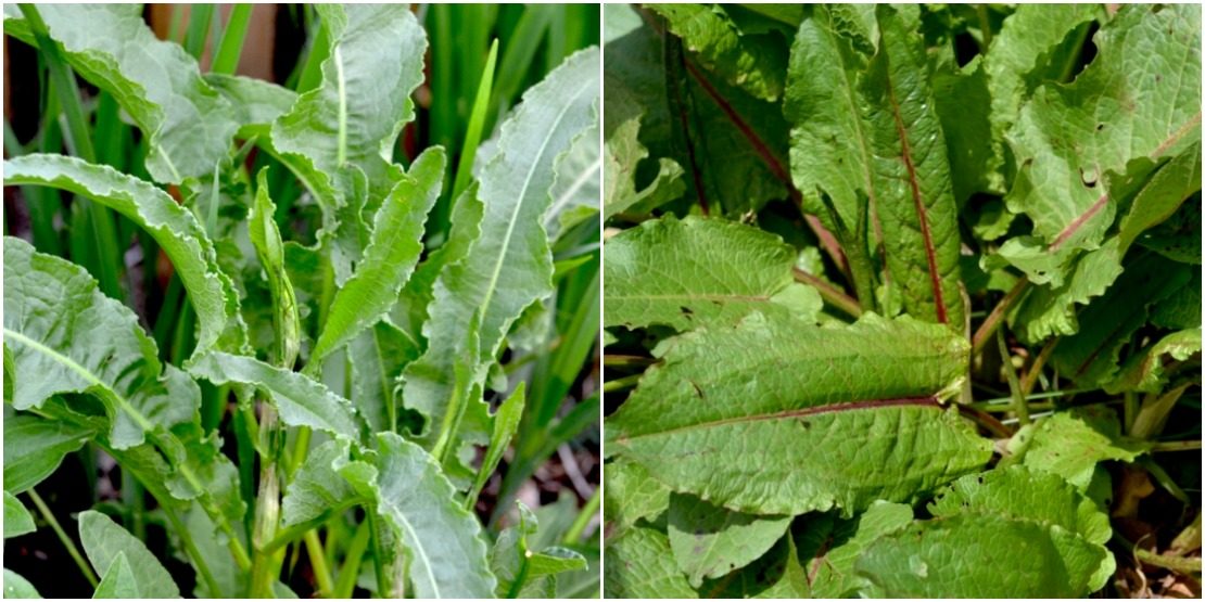 Creating a Local Materia Medica with Yellow Dock Herbal Academy