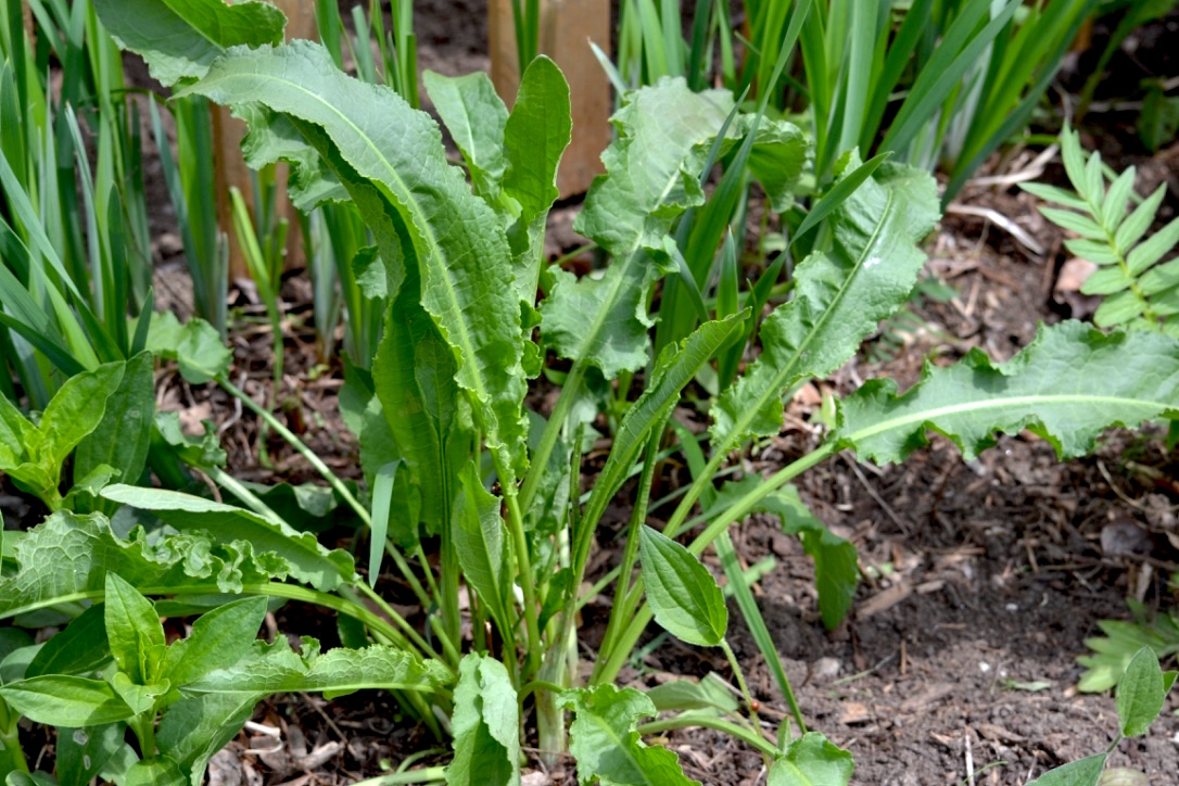 Creating a Local Materia Medica with Yellow Dock | Herbal Academy | Come learn about yellow dock and how to create your own local materia medica with it this month!