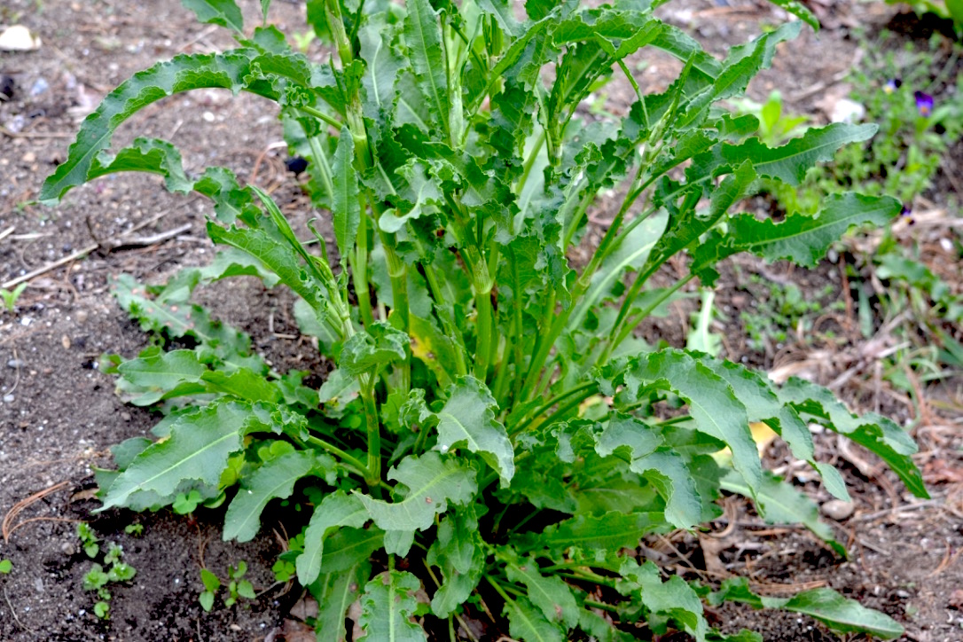 Creating a Local Materia Medica with Yellow Dock | Herbal Academy | Come learn about yellow dock and how to create your own local materia medica with it this month!