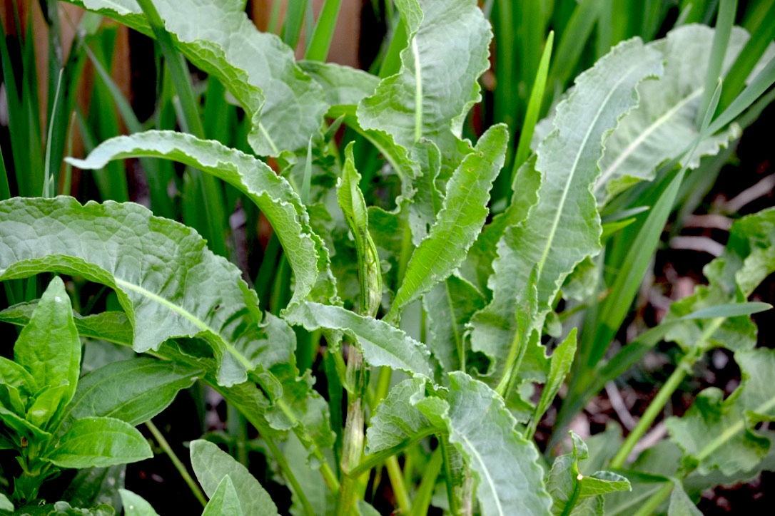 Creating a Local Materia Medica with Yellow Dock | Herbal Academy | Come learn about yellow dock and how to create your own local materia medica with it this month!