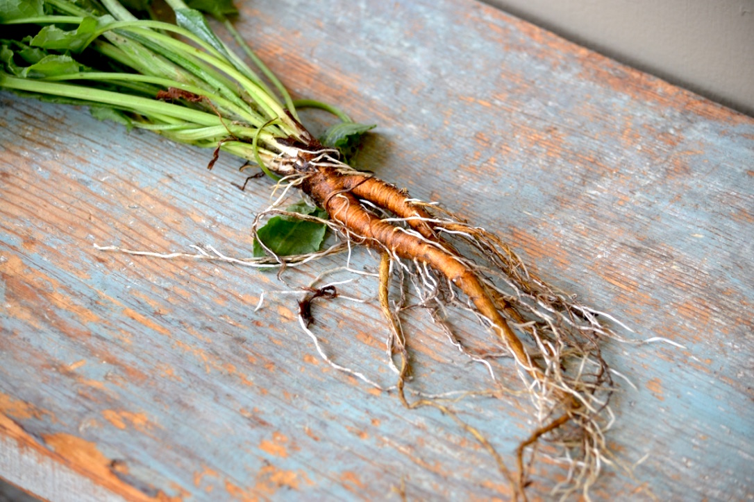 Creating a Local Materia Medica with Yellow Dock | Herbal Academy | Come learn about yellow dock and how to create your own local materia medica with it this month!