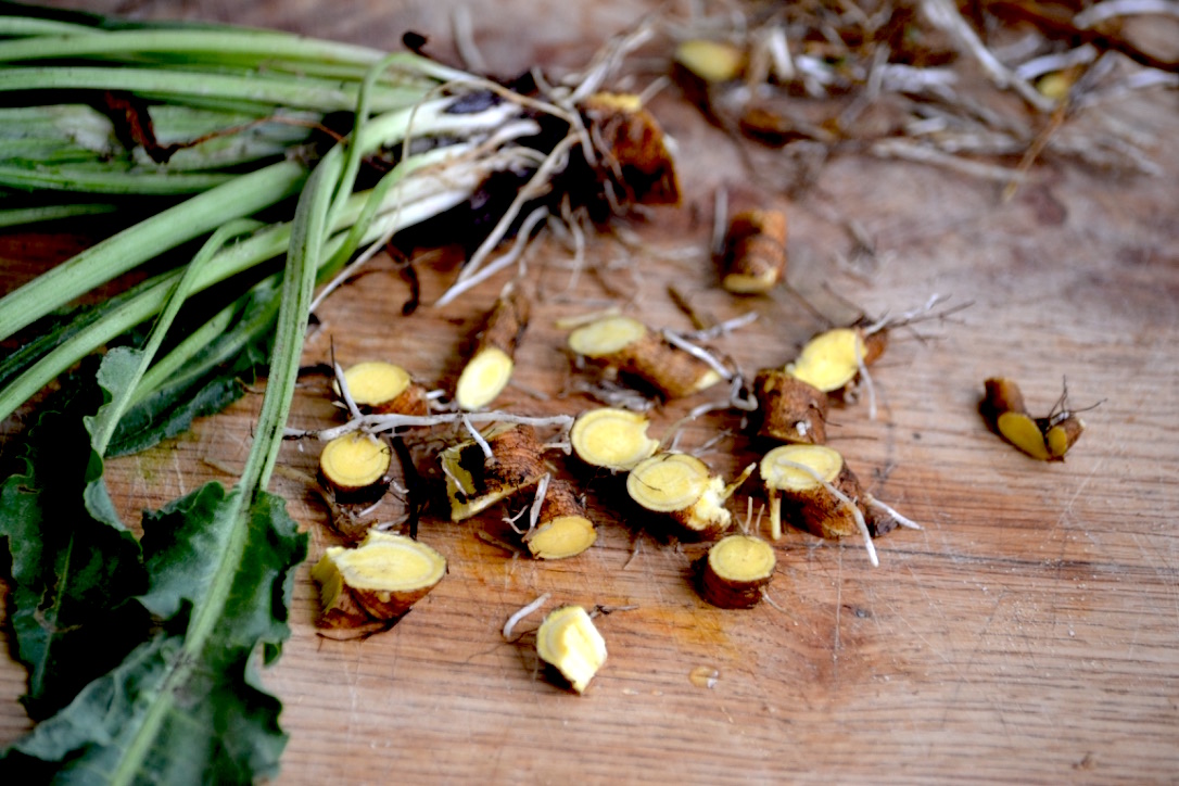 Creating a Local Materia Medica with Yellow Dock | Herbal Academy | Come learn about yellow dock and how to create your own local materia medica with it this month!