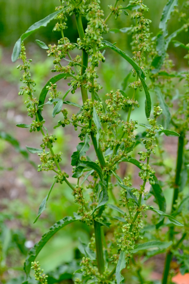 Creating a Local Materia Medica with Yellow Dock | Herbal Academy | Come learn about yellow dock and how to create your own local materia medica with it this month!