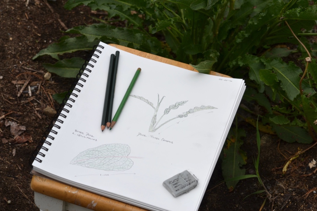 Creating a Local Materia Medica with Yellow Dock | Herbal Academy | Come learn about yellow dock and how to create your own local materia medica with it this month!