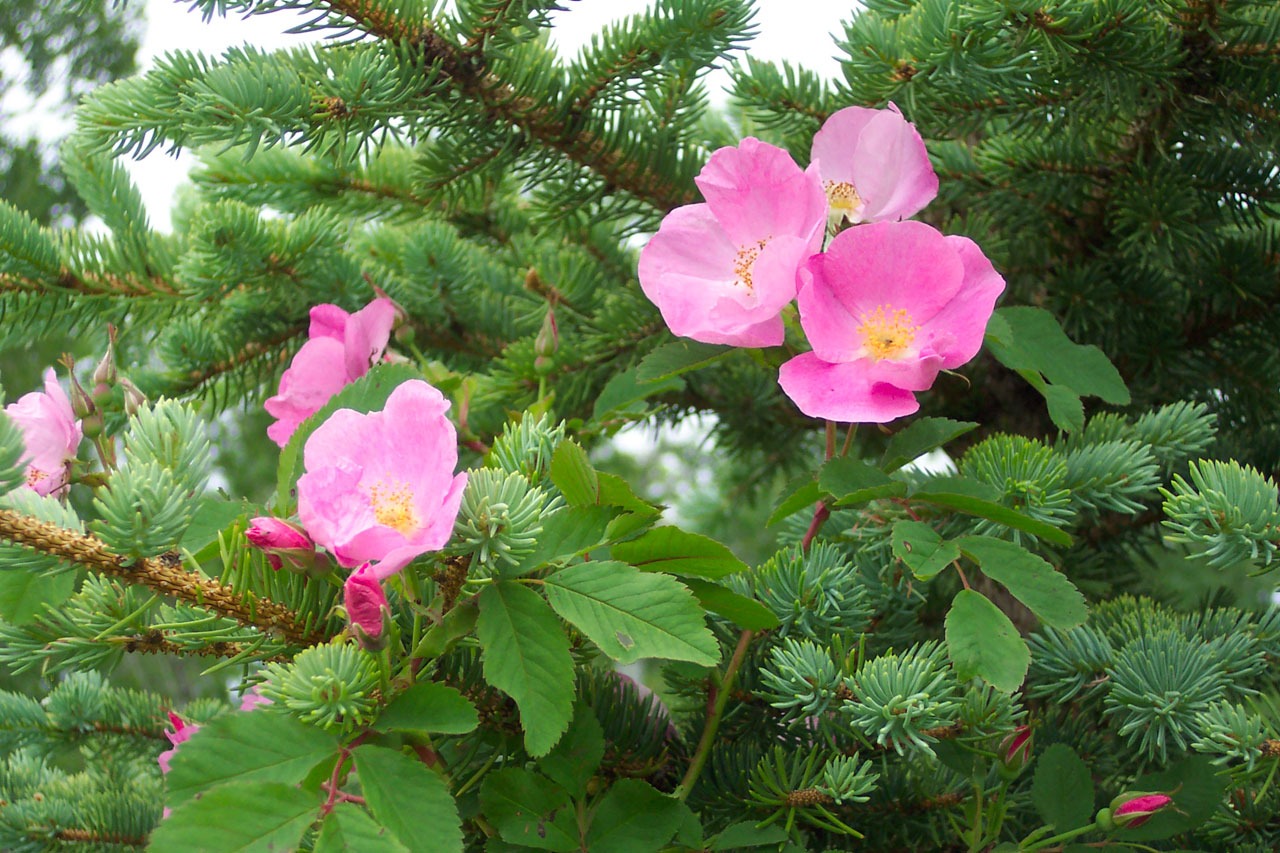 Family Wildcrafting (Family Herbal Summer Series: Part 3) | Herbal Academy | Join us on an herbal adventure as we discover the joys of family wildcrafting!