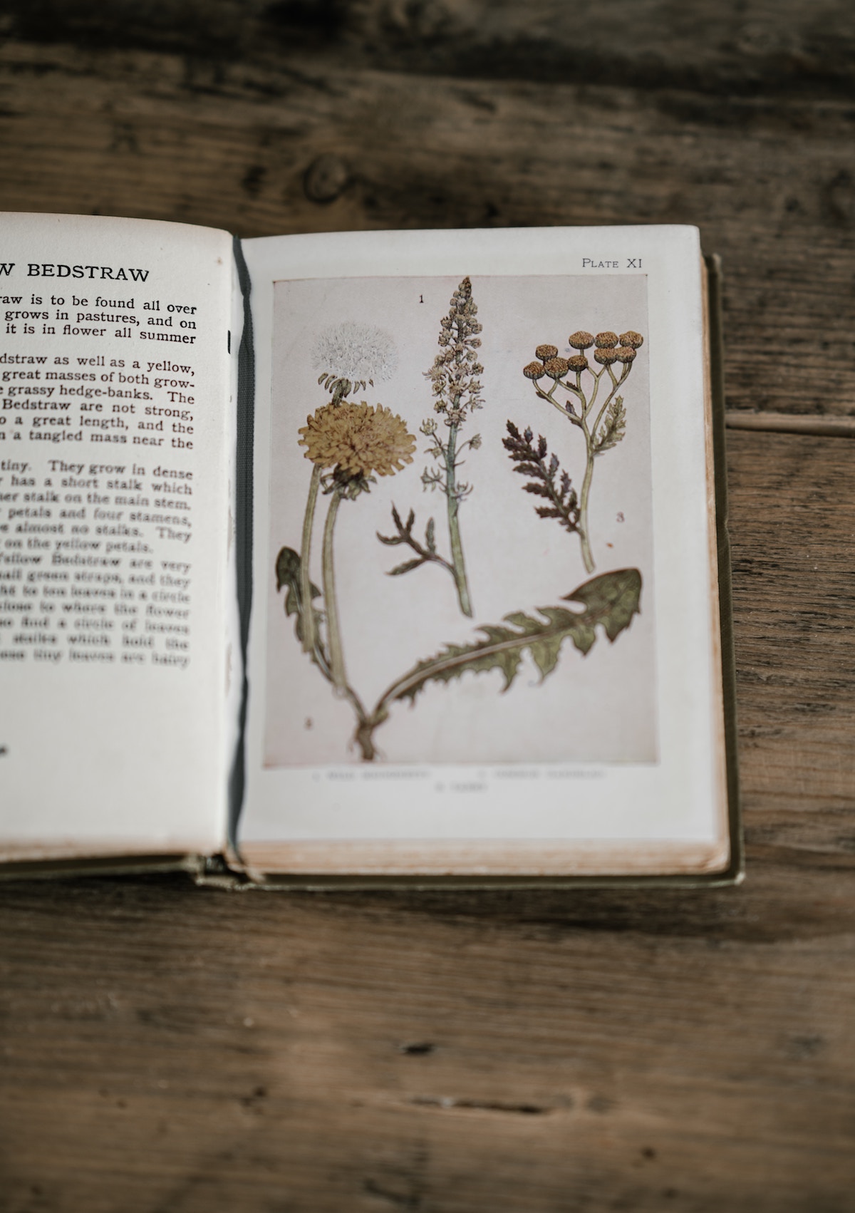 6 of the Best Books For Your Advanced Herbal Studies | Herbal Academy | As an herbalist, it's important to continue to build your herbal library. Here are 6 of the best books for your advanced herbal studies to get started.