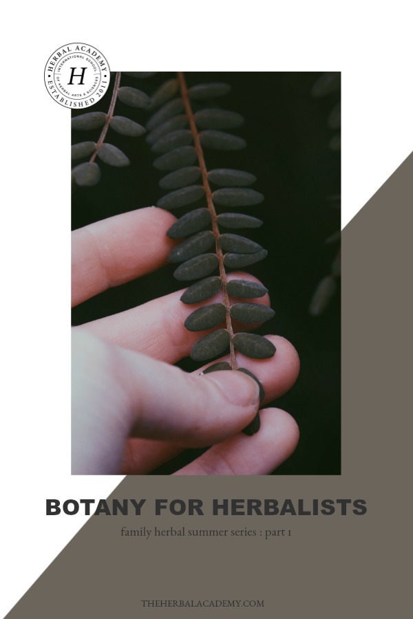 Botany for Herbalists (Family Herbal Summer Series: Part 1) | Herbal Academy | Welcome to our family herbal summer series for kids and parents! Let's explore herbs in an engaging way that will help families learn about herbs together!