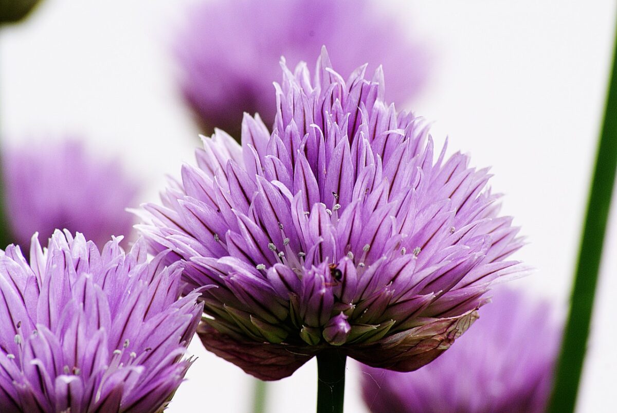 close up of chives
