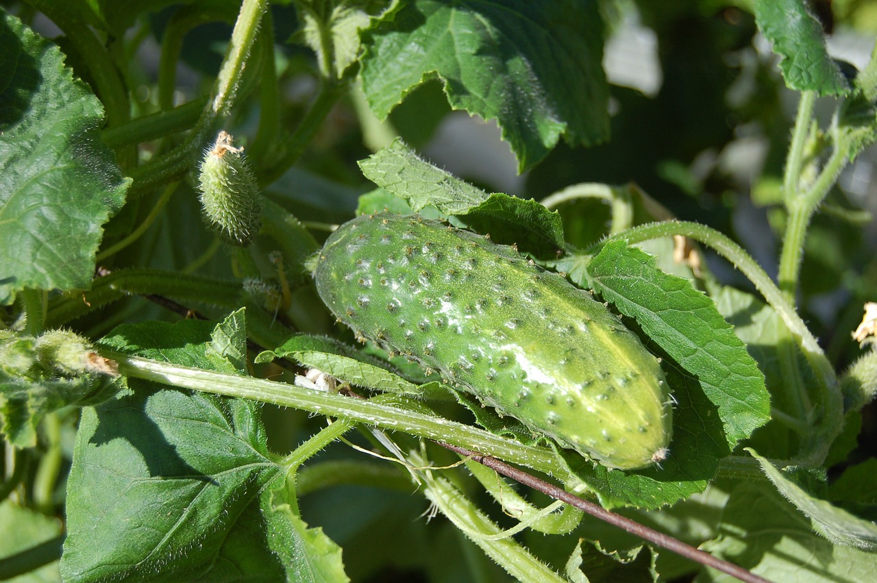 How To Stay Cool Using Herbs | Herbal Academy | Most of us love summer activities, but the heat can lead to a lot of discomforts. But don’t fret, there are many simple ways to stay cool using herbs!