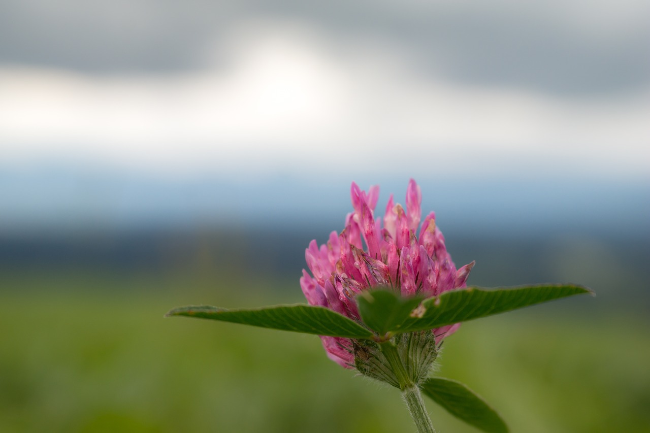 Family Wildcrafting (Family Herbal Summer Series: Part 3) | Herbal Academy | Join us on an herbal adventure as we discover the joys of family wildcrafting!