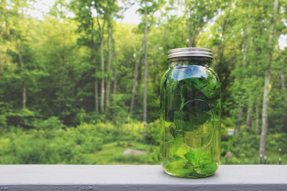 How To Make Fresh Herbal Sun Tea | Herbal Academy | What better way to become acquainted with herbs than by sipping fresh herbal sun teas? Here's how to make herbal sun teas using herbs growing all around you.