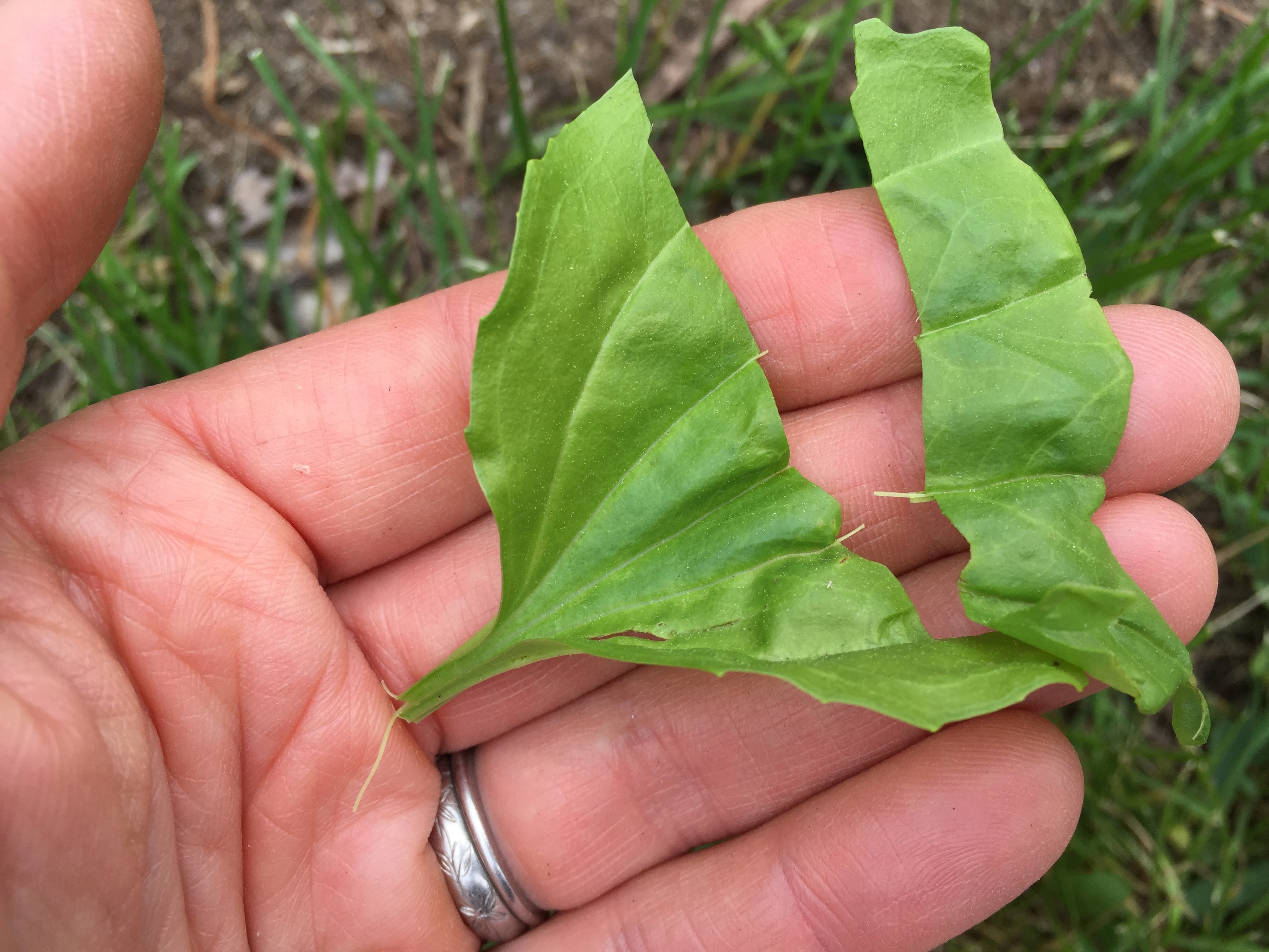 Create A Local Materia Medica With Plantain | Herbal Academy |Plantain, with its edible and medicinal uses and widespread availability, is a fantastic addition to your local materia medica list. 