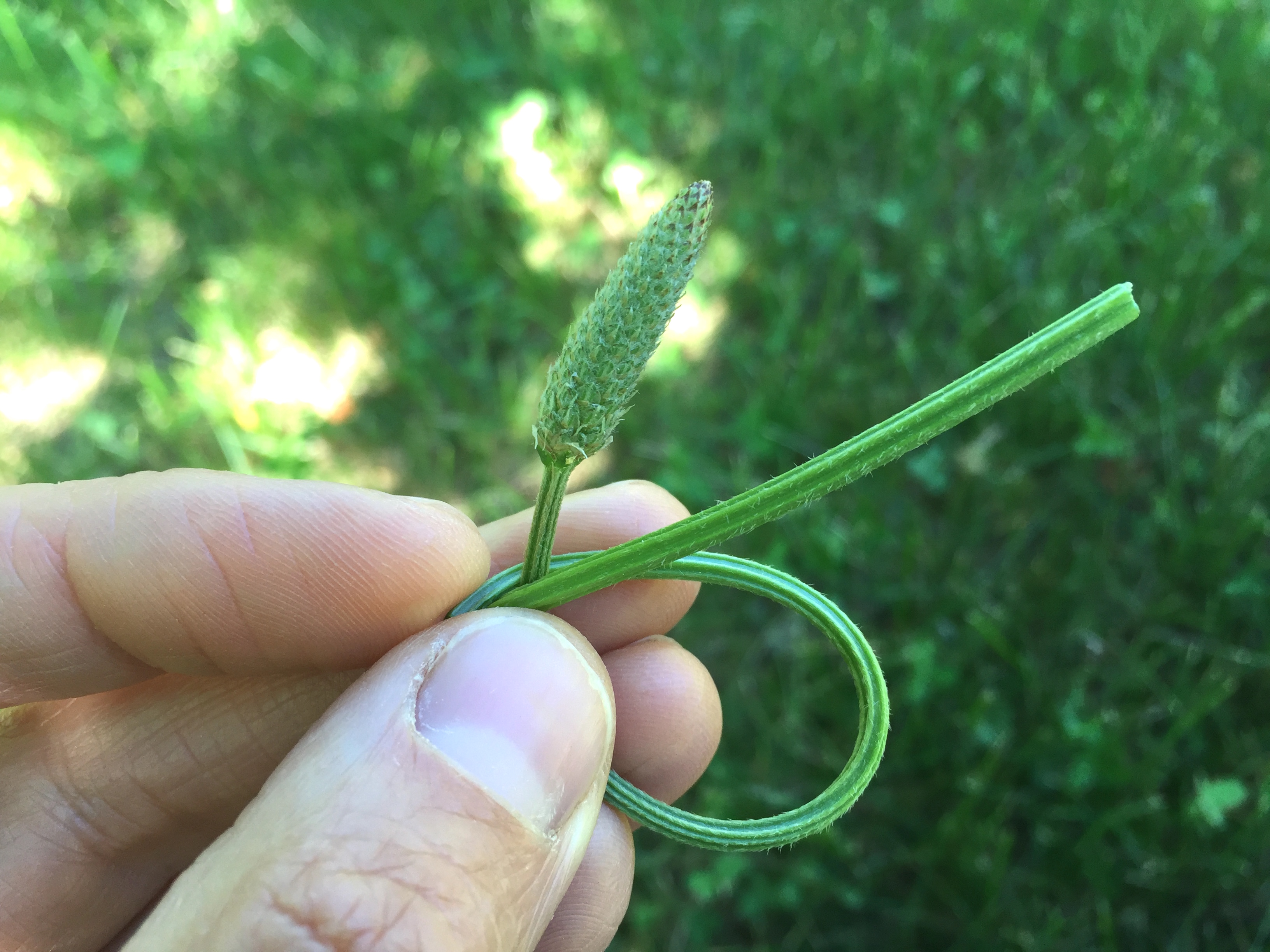 Create A Local Materia Medica With Plantain | Herbal Academy |Plantain, with its edible and medicinal uses and widespread availability, is a fantastic addition to your local materia medica list. 