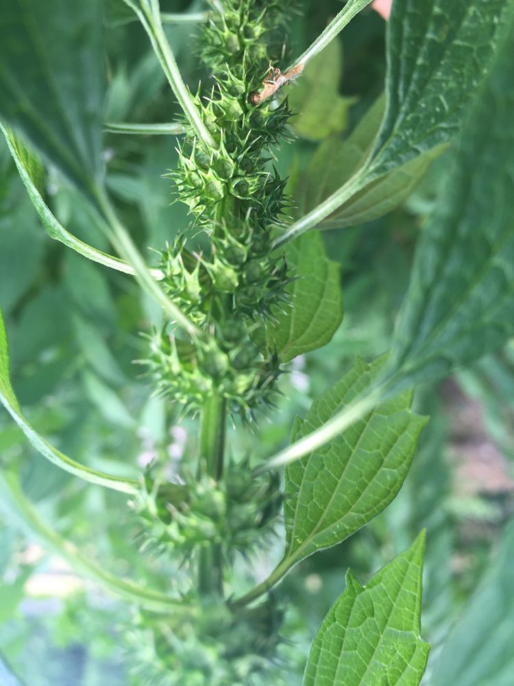 Creating a Local Materia Medica With Motherwort | Herbal Academy | Motherwort is a large, tough plant, but has the ability to soothe and balance the body. Learn the many uses of this plant for your local materia medica!