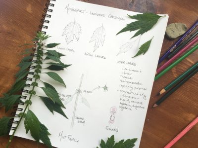 Creating a Local Materia Medica With Motherwort | Herbal Academy | Motherwort is a large, tough plant, but has the ability to soothe and balance the body. Learn the many uses of this plant for your local materia medica!